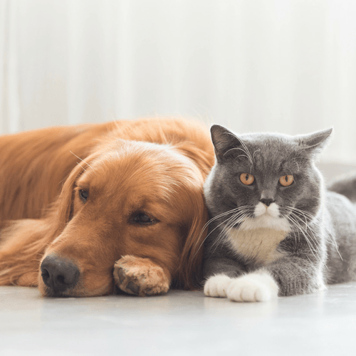 CBD for Pets